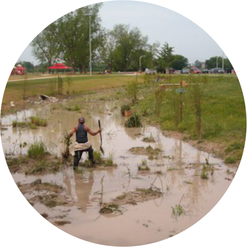 Imagery of Wetland Planting